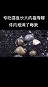福寿螺之所以不能吃，就是因为它专吃死鱼长大，体内全是毒素