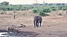 没天理！霸道大象欺负犀牛母子—要把犀牛母子推水坑里去