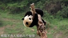 中国的国宝大熊猫，这8个秘密没几个人知道，你又了解多少