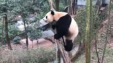 大熊猫把树压断了，自己也摔了个四脚朝天，自己多重心里没个数吗
