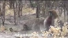 两头鬣狗抢夺花豹食物，花豹凭借超高速度，两头鬣狗被耍得团团转