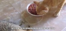 橘猫看主人抱了别的猫咪吃醋，发飙了：你下来这是我的位置