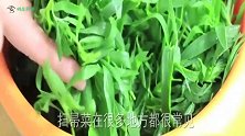 咽喉痛，1种野菜经常吃，清肠排毒又祛火，缓解疲劳，比吃肉还香