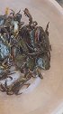 农村娃子站出来，这是什么，说出来请你吃饭