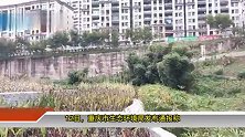 重庆市民称多地闻到刺鼻臭味，全市未发生突发事件
