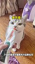 当小猫咪发现心爱的马桶刷居然是用来…桑ren