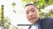 农村小伙打算承包土地，去西峡考察猕猴桃种植，看到效益有点心动