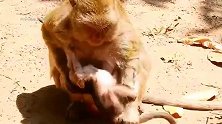 为了喝奶，猴妈妈怎么也甩不掉，耍赖的小奶猴