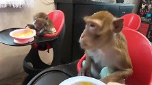 猴子们的用餐时间，这次吃的是糊糊！