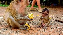 自私的猴妈拽着两个玉米，也不分享给自己的小猴，还是亲妈吗？