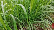 乡村莫姐种植牧草，巨菌草这个高度，你说有多高