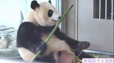 吃货熊猫宝宝彩浜的竹子外卖到了，乖乖坐好，美滋滋开吃！