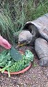 乌龟最长能活多久？想必当我80岁，还能再来看同一只乌龟吃仙人掌 旅行大玩家 澳骄攻略