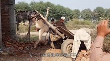 牛儿实在拉不动车了，停下就会被鞭子抽打，网友：实在太可怜了