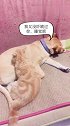 狗狗吓唬小猫，没想到小猫识破了，狗狗：这猫成精了，太可怕了