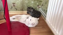 小白狮和小豹子哪个萌？这俩小家伙也算是萌值巅峰了！