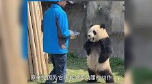 霸道熊猫“叉腰”训人，惹得网友哭笑不得，凑近一看原来是这个原