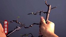 3种铝线蟠扎枝条的单枝造景手法，盆景干货，新手制作事半功倍