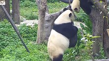 盘点那些被妈妈揍的熊猫，确定不是捡来的吗？