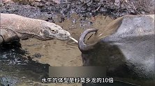 常年不刷牙竟然有益处，科莫多龙告诉你有哪些