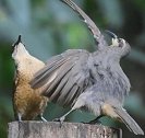 澳大利亚一只雄性鸟使出浑身解数给雌鸟跳舞 雌鸟直接飞走