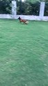 王子打牛牛小报告的时候还犹豫了一下。牛牛王子狗粮活动，铲屎官们别错过，主页商品橱窗有售