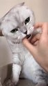 猫：铲屎官真小心眼儿，玩不起就吐口水！