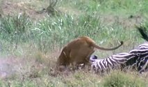 狮子突袭猛扑斑马，凌空咬住斑马的耳朵