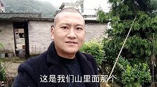 农村这种秋季开黄花的带刺植物，有个霸气名字，叫“十大功劳”
