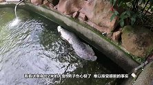 2米长的巨型宠物鱼，突然不明不白地死了，主人的做法让人感动
