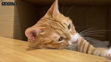 这是只佛系大懒猫，不管怎么逗趣，就是不愿意起来