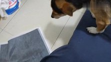 二哈咬主人裤腿求陪玩，主人却去找其他狗狗玩，二哈气坏了，逗