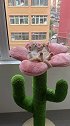 今天阳台上的花开了～动物图鉴