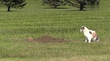 猫看獾刨土抓地鼠
