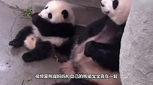 饲养员喂熊猫喝盆盆奶，趁机拿走熊猫幼崽，接下来忍住别笑
