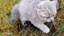 草地上寻求帮助的小奶猫，被大叔一把扛起：走，咱回家