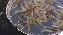 渔民特制工具捕龙虾，打捞上来让人心痛，到手的龙虾就这么没了！