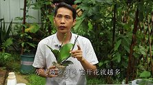 养蝴蝶兰，谨记一妙招，花芽一层一层长