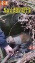 好心人救下落水小狗，小狗得救后一瘸一拐地跑，不忘回头感谢恩人