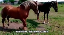 强壮的公马第一次见到母马，不料瞬间失去了理智，镜头拍下全程