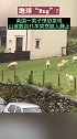 近日，英国一名男子在郊外度假拍到了这诡异一幕。要不是有一只羊动了一下，还以为是恶作剧。