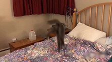 突然间冒出来的小猫咪，将狗子吓了一跳，真的是太有趣了