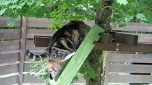 爬楼梯上树的猫咪，你还真是会玩，除了你没别的了吧