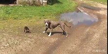 一只小浣熊遇到比特犬，面对体型大好几倍敌人，浣熊气势不输