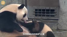 对于不愿回家的熊团子，熊猫妈妈直接上嘴，模样笑翻众人