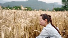 【麦子】初夏麦收季，放眼望去金黄一片，趁着天气好赶紧收割