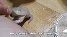 养了几年的丑蛙，主人碰都不能碰，每次换水都要发一次脾气