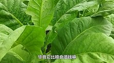 “水乡之国”马拉维，为何越贫穷物价越高？国民：工业基本是白纸