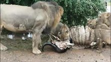狮王兄弟不同于其它雄狮，允许妻儿一同进食野牛