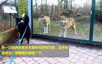 当牧羊犬遇上狼，会发生啥情况跟着镜头来感受一下
